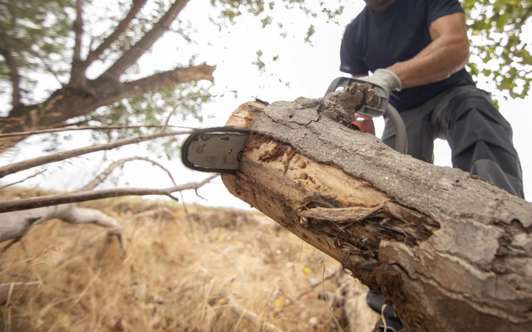 Prevención de incendios: La importancia de los desbroces forestales