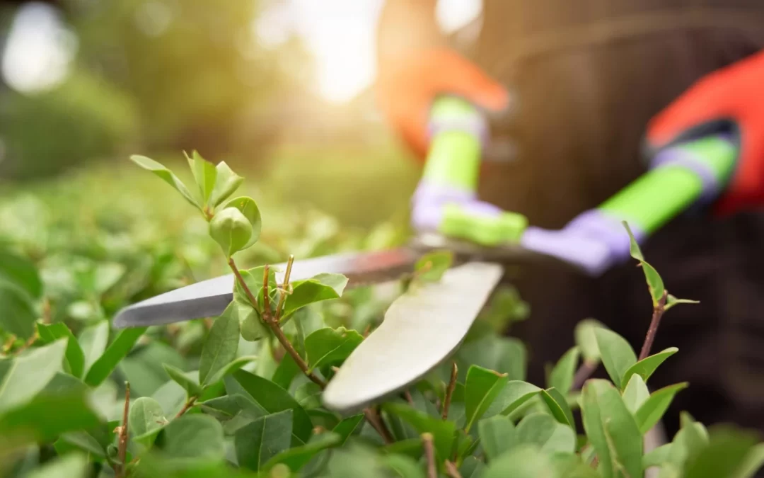 Descubre los Secretos del Mantenimiento de Jardines: Guía Completa para un Espacio Exterior Impresionante