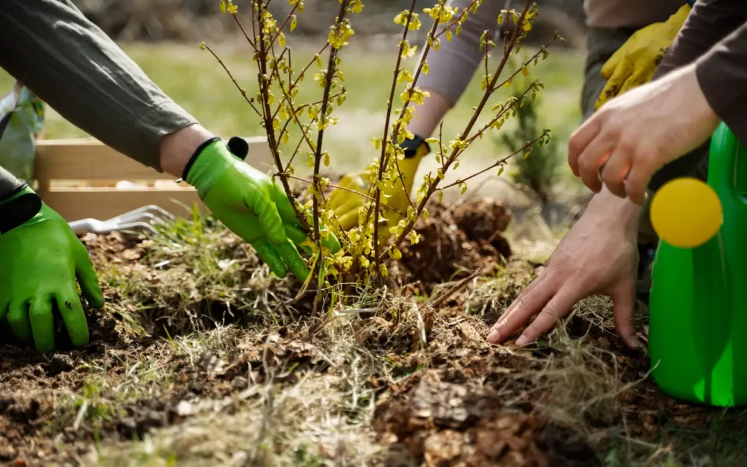 Jardinería sostenible: Cuida tu jardín y el planeta al mismo tiempo