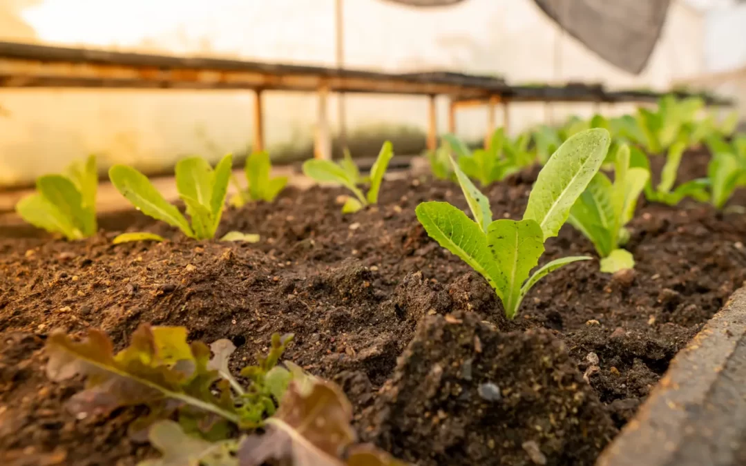 Cultiva tu Propio Huerto: De la Semilla al Plato, una Aventura Gastronómica en tu Jardín